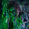 Asylum-Crazy