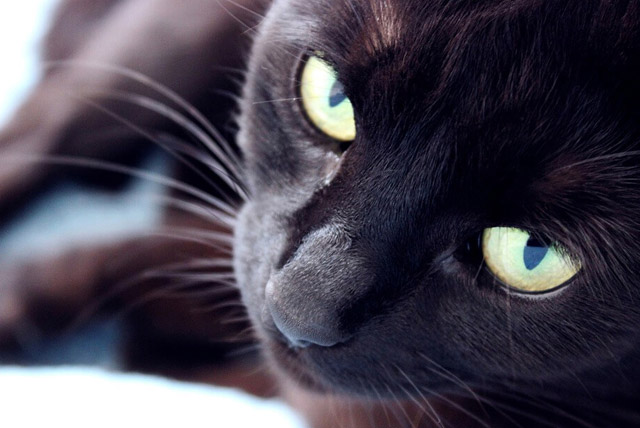 Black Cat Superstition