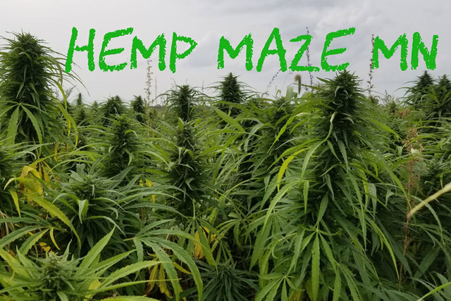 Hemp Maze Minnesota Halloween Maze