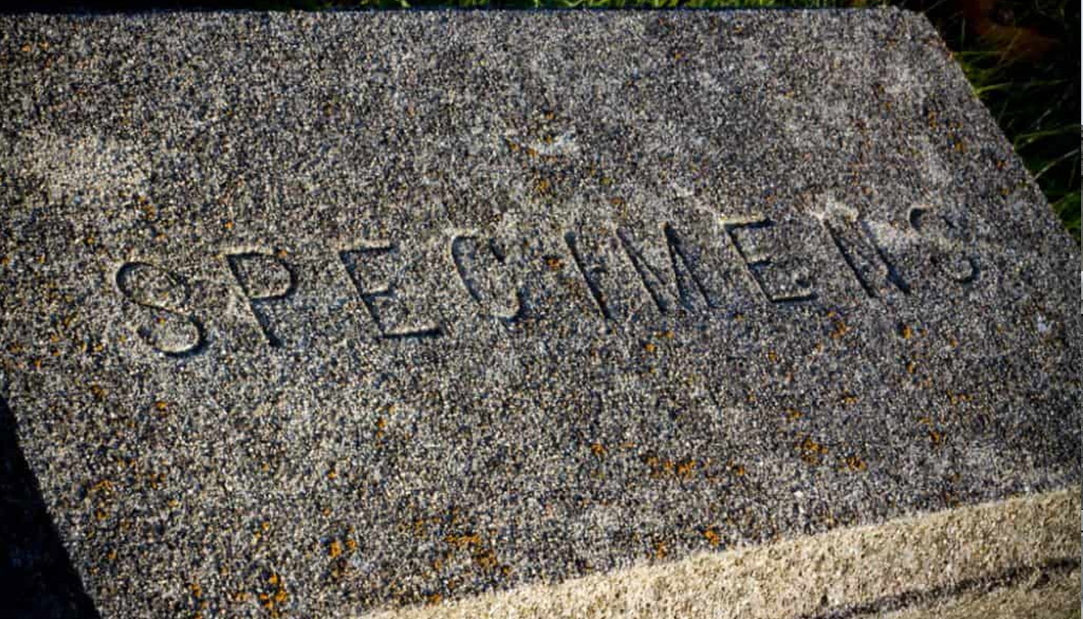 "Specimens" Tombstone