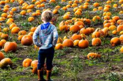 Buffalo Bill's Pumpkin Patch in Milwaukee, WI Area