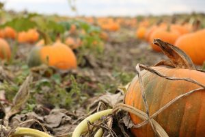 1757013635_buffalo-bills-pumpkin-farm