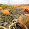 1757013635_buffalo-bills-pumpkin-farm
