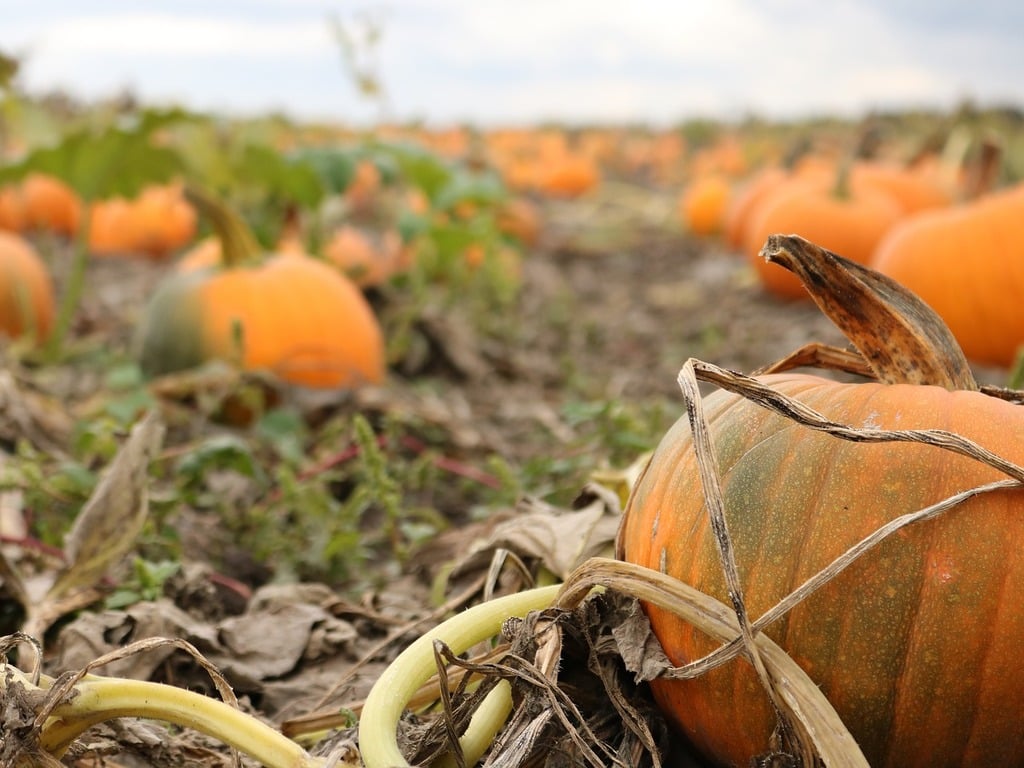 Buffalo Bill's Pumpkin Farm