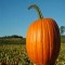 Pick Your Own Pumpkin at Alstede Farms in Chester, NJ