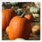 Loma Rica Ranch Harvest Festival and Pumpkin Patch